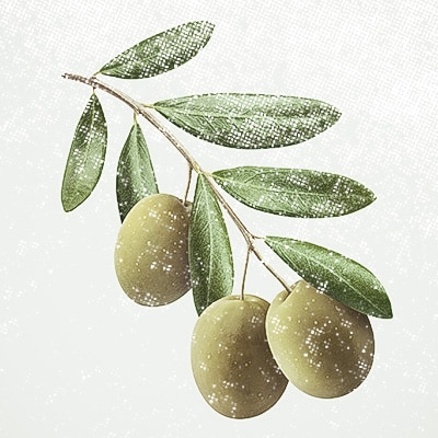 oilve2