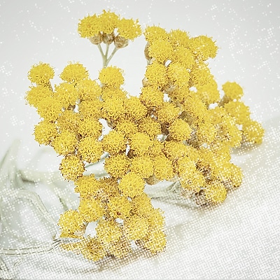 immortelle