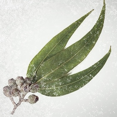 eucalyptus