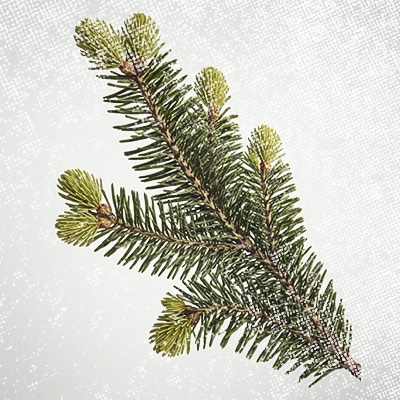 sapin-baumier